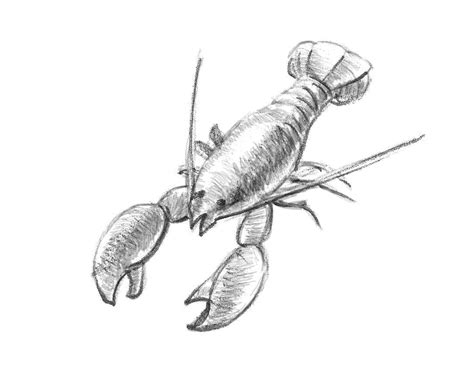 Realistic Lobster Drawing Illustration — Stock Photo