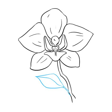 How to Draw Orchid, Flowers