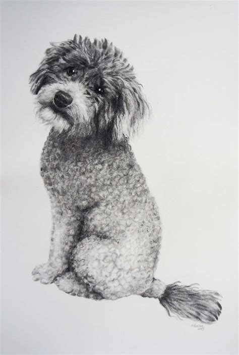 Drawing of poodle Original drawing, Drawings, Art