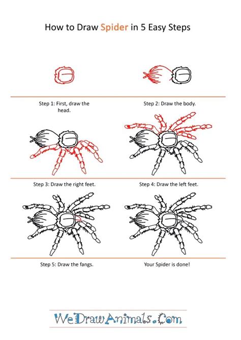 How to Draw a Spider Step by Step Easy Video Tutorial