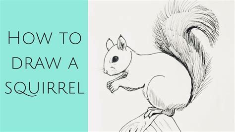 Beginners how to draw a squirrel YouTube