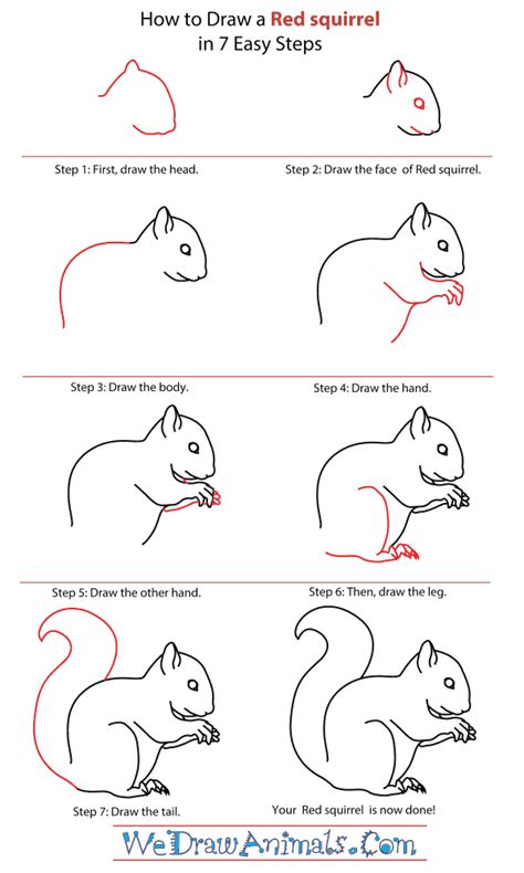 How to Draw a Baby Red Squirrel