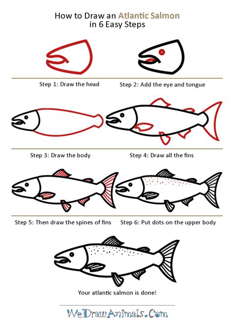 How to Draw a Salmon, Step by Step, Fish, Animals, FREE