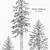 how to draw a sitka spruce tree