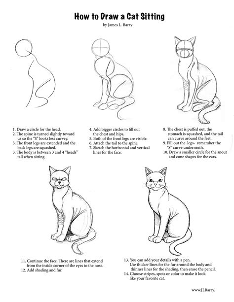 How to Draw a Cat Step by Step From Front View