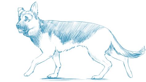 How to Draw a Realistic Dog