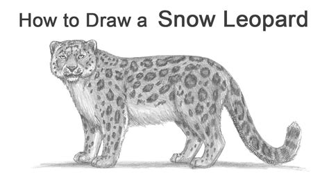 How to Draw a Snow Leopard Really Easy Drawing Tutorial