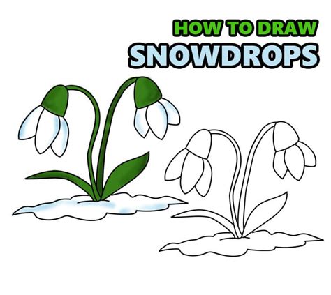 How to draw a snowdrop step by step