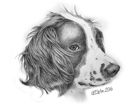 Image result for cocker spaniel drawing Dog portraits