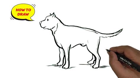Step by Step How to Draw a Pitbull