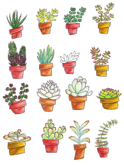 Learn how to draw a potted succulent with these super easy steps. Great