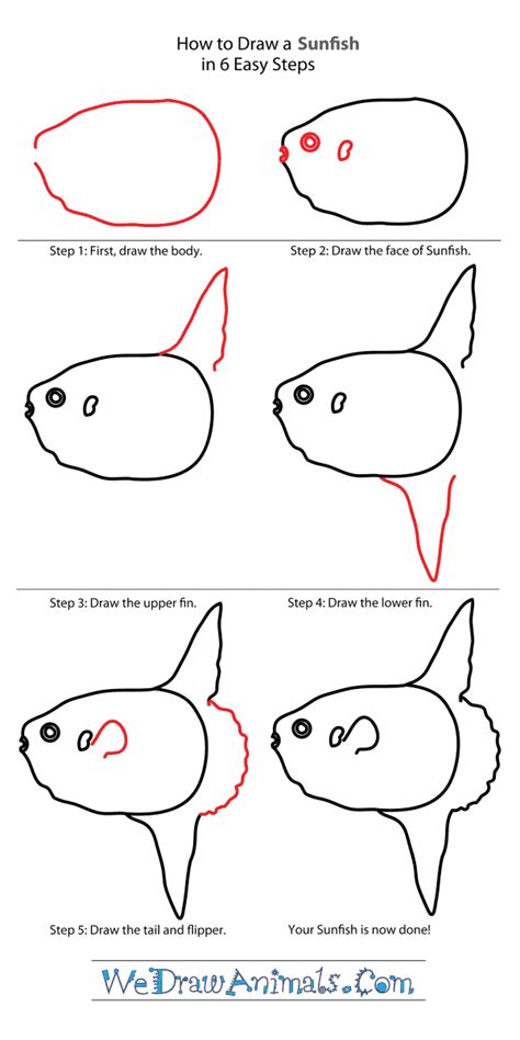 Learn How to Draw a Ocean Sunfish (Fishes) Step by Step