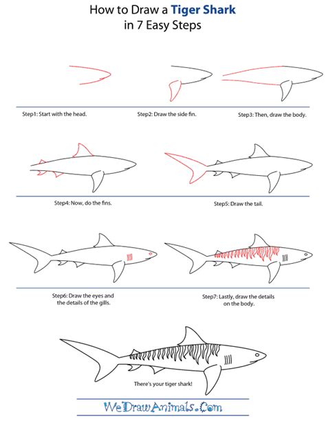 Shark Head Drawing Free download on ClipArtMag