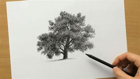 How to Draw Trees With Charcoal Pencils Drawing Tutorial