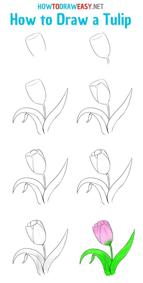 How to Draw a Tulip Easy Step by Step Tutorial and Video