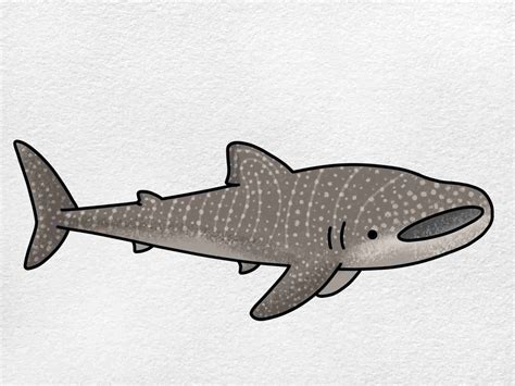 Drawing Whale Shark Images Images Amashusho