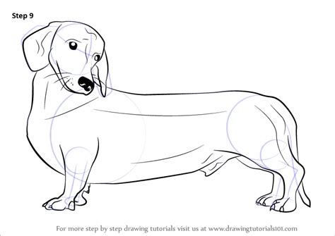 How to Draw a Realistic Wiener Dog