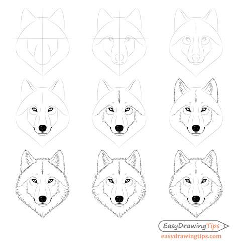 Easy Wolf Drawing Tutorial at GetDrawings Free download