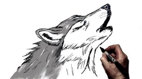 How to Draw a Wolf Howling printable step by step drawing