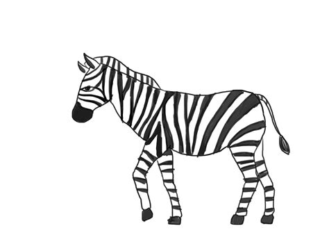 Zebra Drawings Step By Step