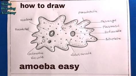 How To Draw Amoeba Step by Step YouTube