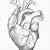 how to draw an anatomically correct heart