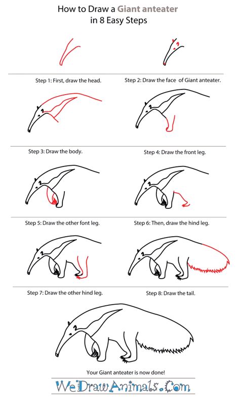 Learn How to Draw a Giant Anteater (Other Animals) Step by