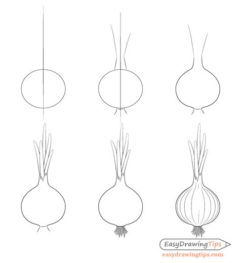 pyaj pencil drawing how to draw onion drawing onion