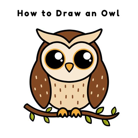 How to Draw an Owl Step by Step Instructions Owls