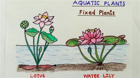 Duckweed Lemna Minor , Water Plant Stock Vector Illustration of plant