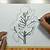 how to draw eucalyptus leaves step by step