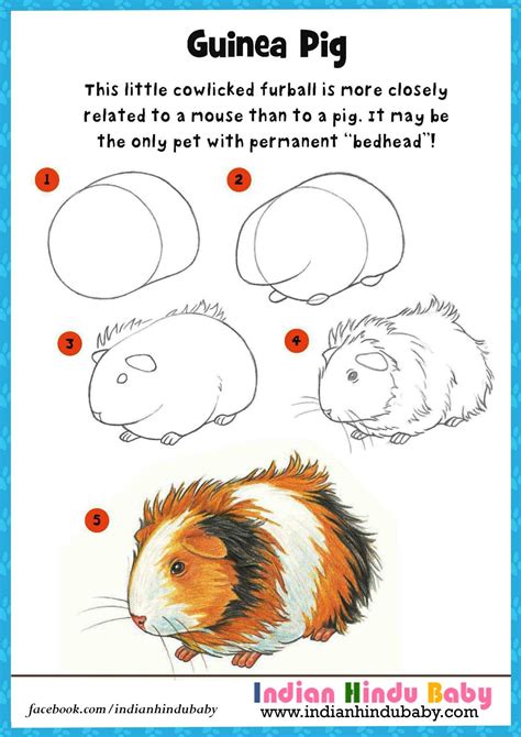 How to Draw a Guinea Pig Really Easy Drawing Tutorial
