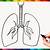 how to draw human lungs step by step
