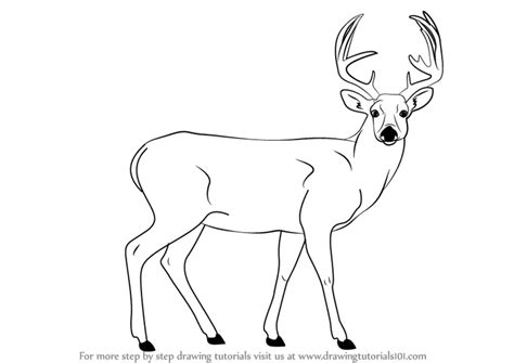 How to Draw a Deer · Art Projects for Kids