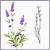 how to draw lavender flowers step by step