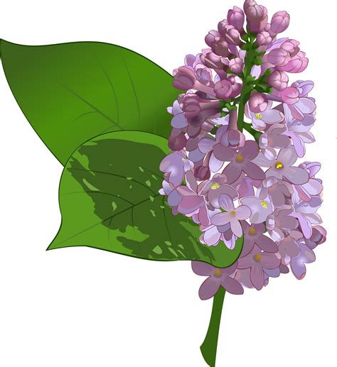 How to Draw a Lilac Tree (Easy Step by Step)