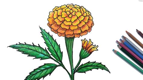 Marigold Drawing Tutorial RebLetters in 2020 Floral