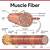 how to draw muscle fibers