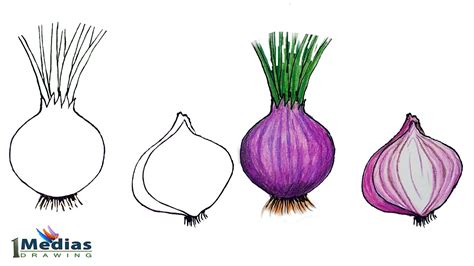 How to draw an onion. How to draw Food Pinterest