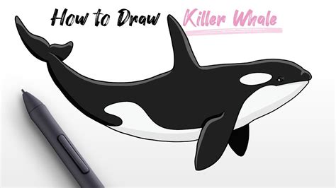 How to draw a killer whale step by step Davison Art