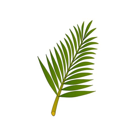 How To Draw Palm Leaves Step By Step