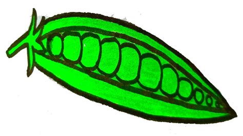 How to Draw Green Peas easy and step by step. YouTube