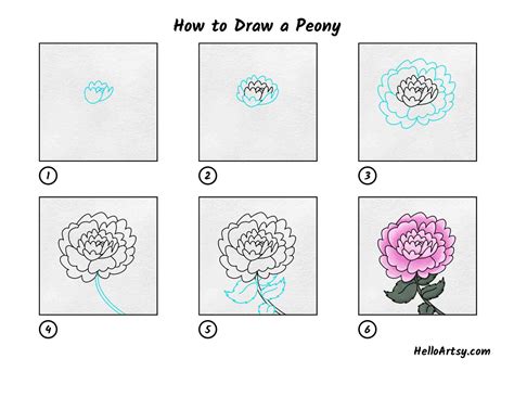 Pin by Ruth O'Hara on How to Draw / Paint Peony drawing