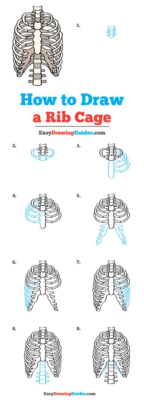 How to draw Ribcage drawing. drawing human Rib cage step