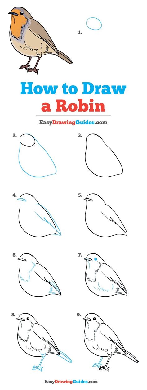 How to Draw an American Robin
