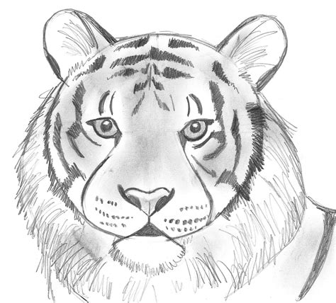 Draw 25 Wild Animals (Even If You Don't Know How to Draw