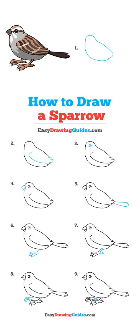 How to Draw a Sparrow Step by Step