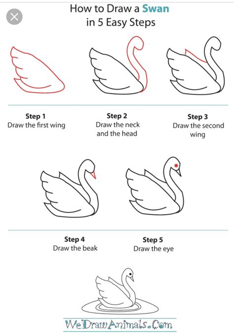 How to Draw A Swan Step by Step