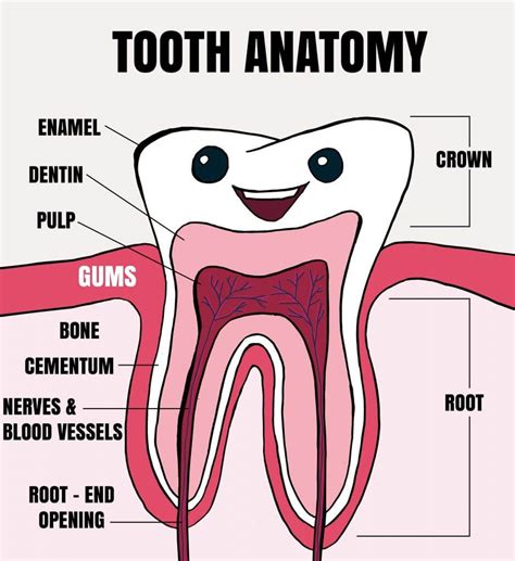 Tooth anatomy stock vector. Illustration of dentistry