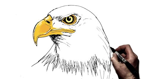 Bald Eagle Drawing Step By Step canvasside